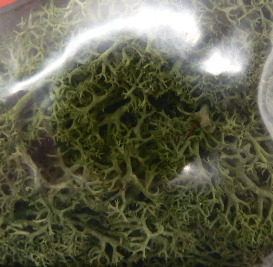 Dark Green Lichen JDGLS Natural Foliage for Model Railway and Diorama Scenery