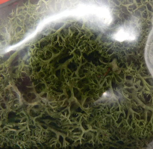 Dark Green Lichen JDGLS Natural Foliage for Model Railway and Diorama Scenery