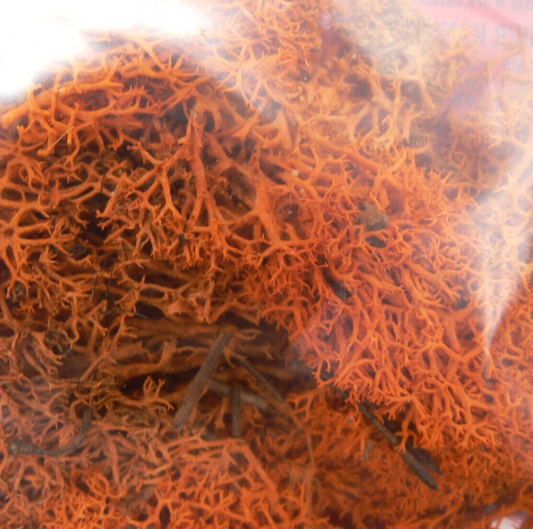 Gold Lichen JGLS Natural Foliage for Model Railway and Diorama Scenery