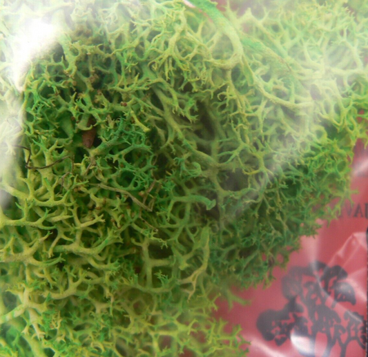 Light Green Lichen JLGLS Natural Foliage for Model Railway and Diorama Scenery